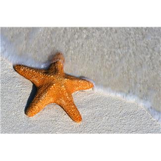 Patrice Koerper  Life Coach Wishful Thinking Starfish June 2013