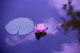 lotus-1205631__180