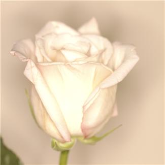 Patrice Koerper  Life Coach Wishful Thinking snapshot of well-being 2