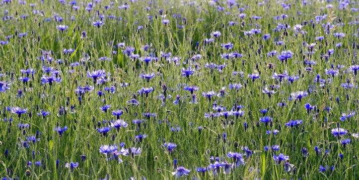 cornflowers-2412323_960_720