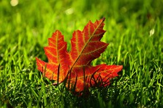 maple-leaf-3680684_960_720